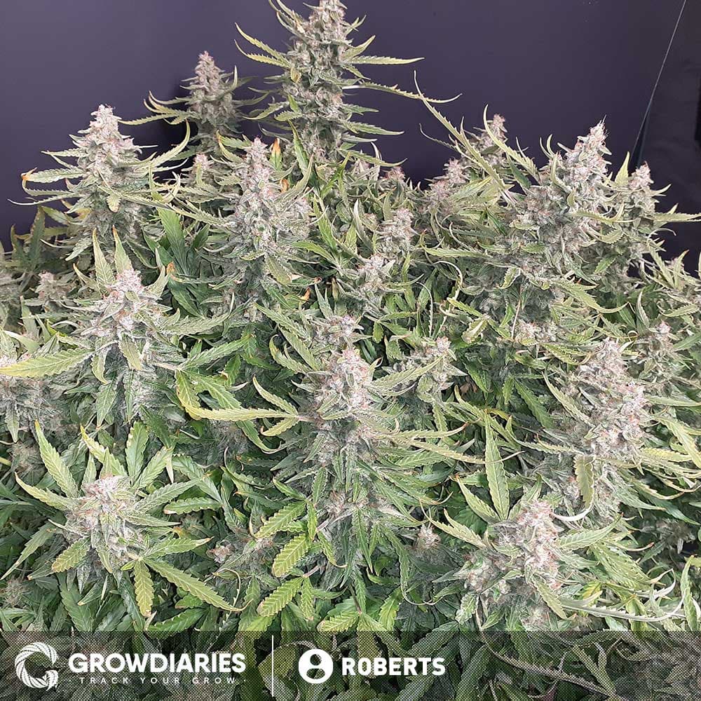 Light of Jah Regular Seeds - photo 5