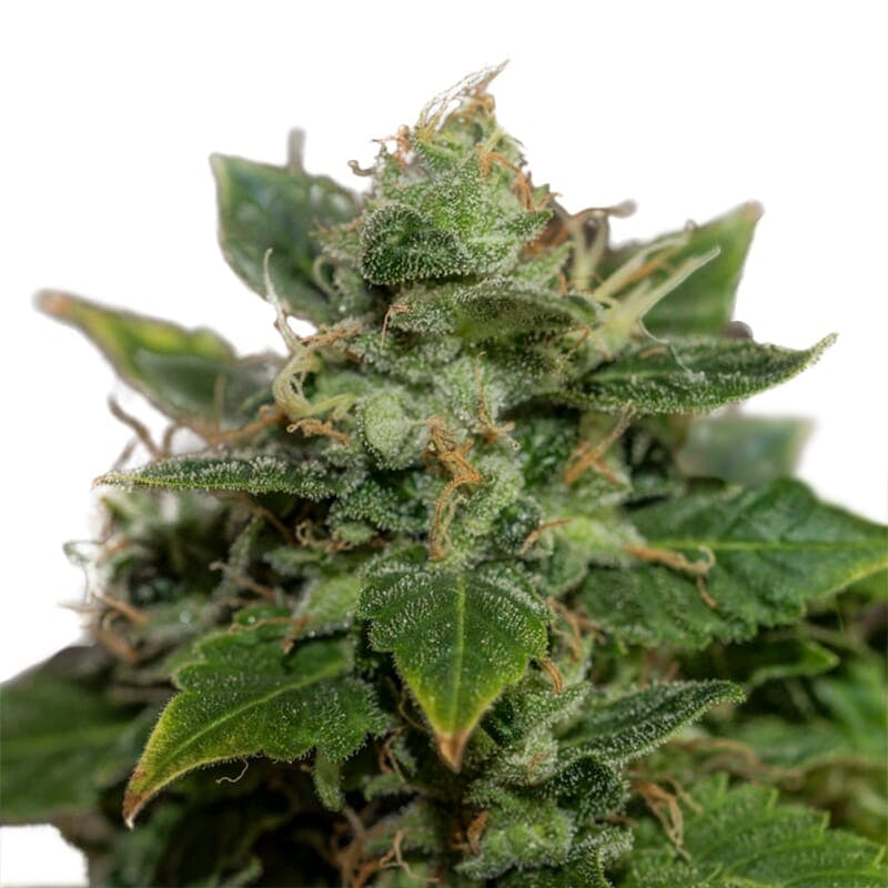 Mangolicious ® Regular Seeds - photo 1