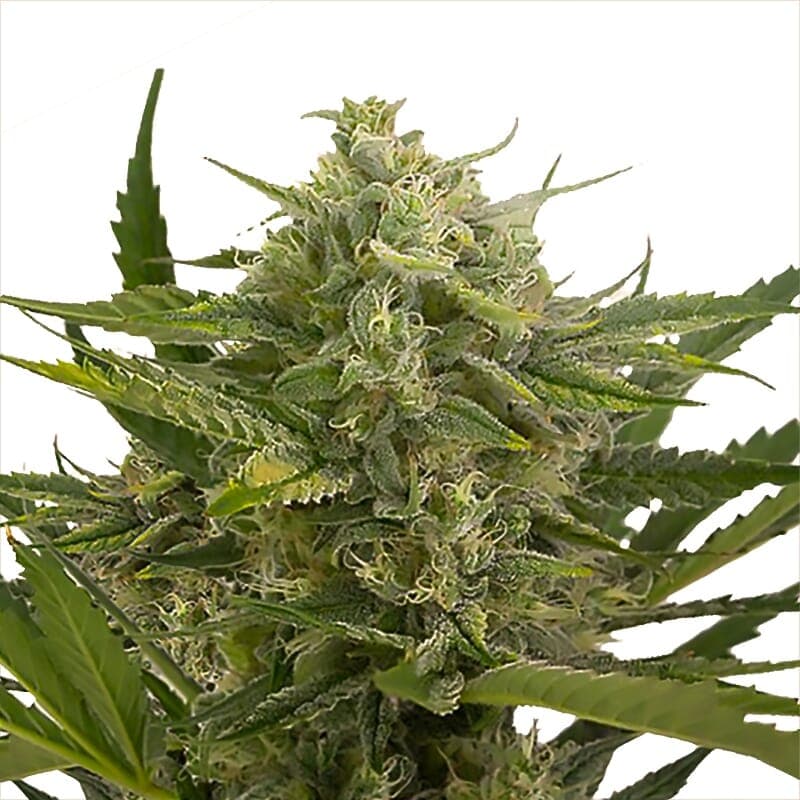 Master Kush Feminized Seeds - photo 1