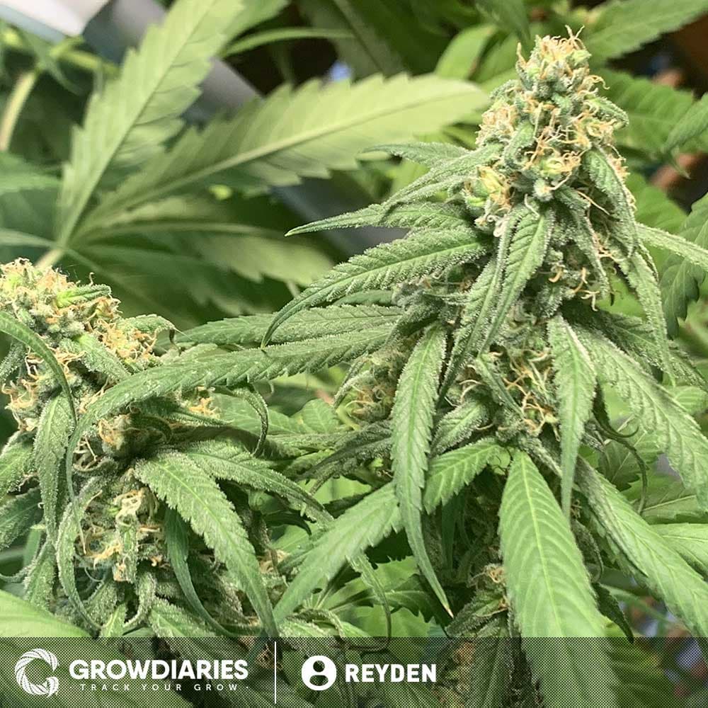 Master Kush Feminized Seeds - photo 3