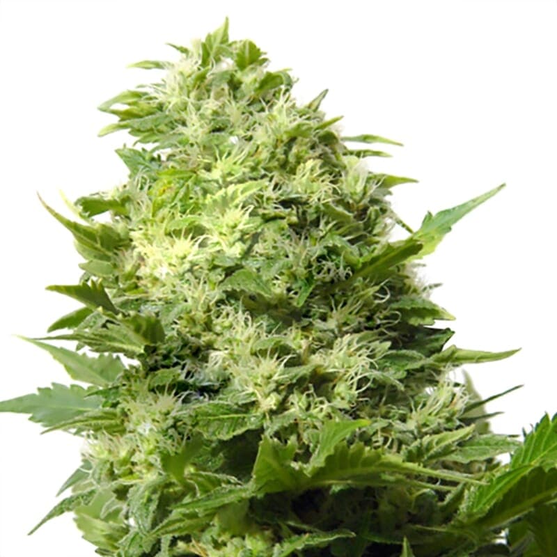Cheese Feminized Seeds - photo 1