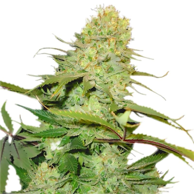 Cheese Feminized Seeds - photo 2