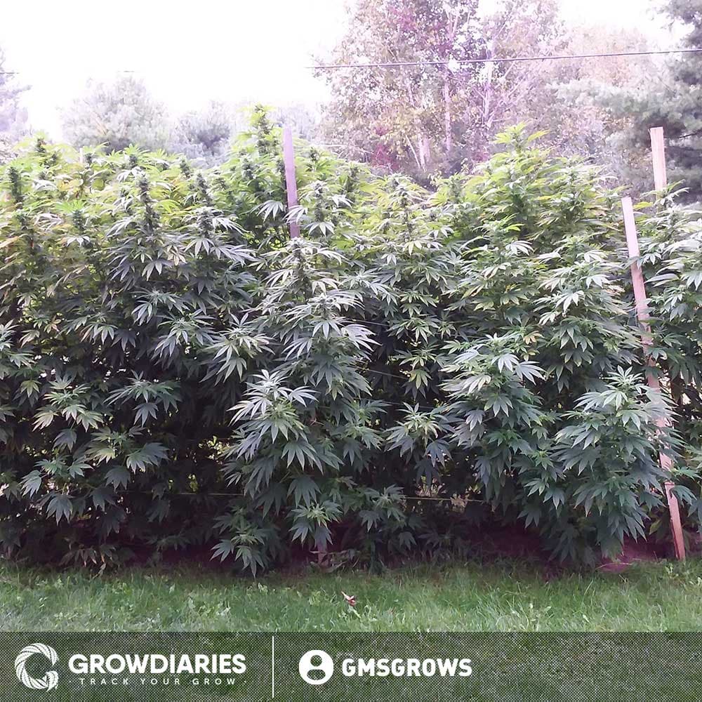 Northern Lights XTRM ® Feminized Seeds - photo 3