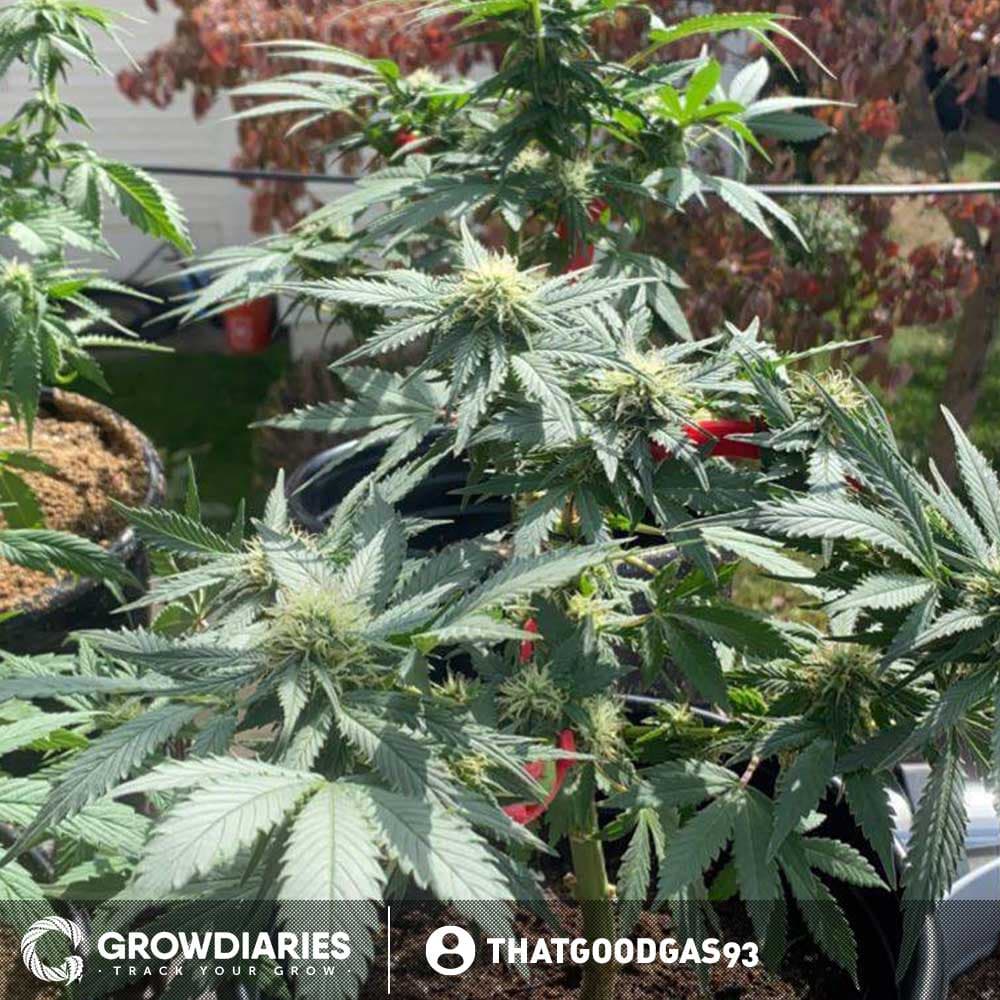 New York Turbo Diesel Feminized Seeds - photo 3