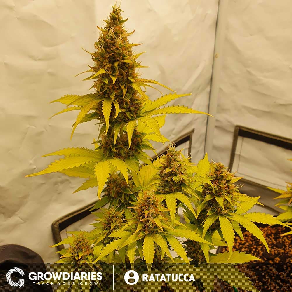New York Turbo Diesel Feminized Seeds - photo 4