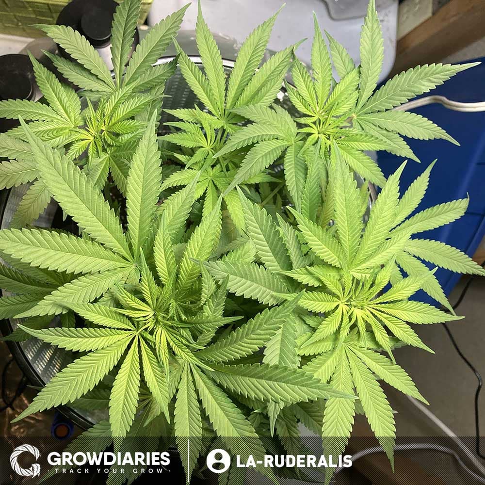 Afghan Feminized Seeds - photo 4