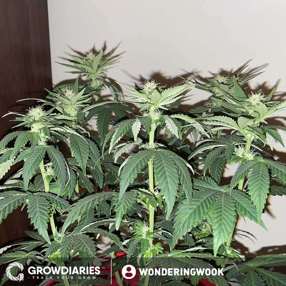 Afghan Feminized Seeds - photo 5