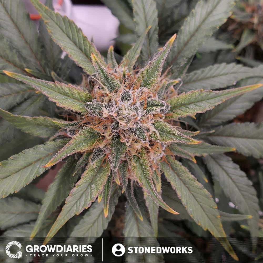Afghan Feminized Seeds - photo 6