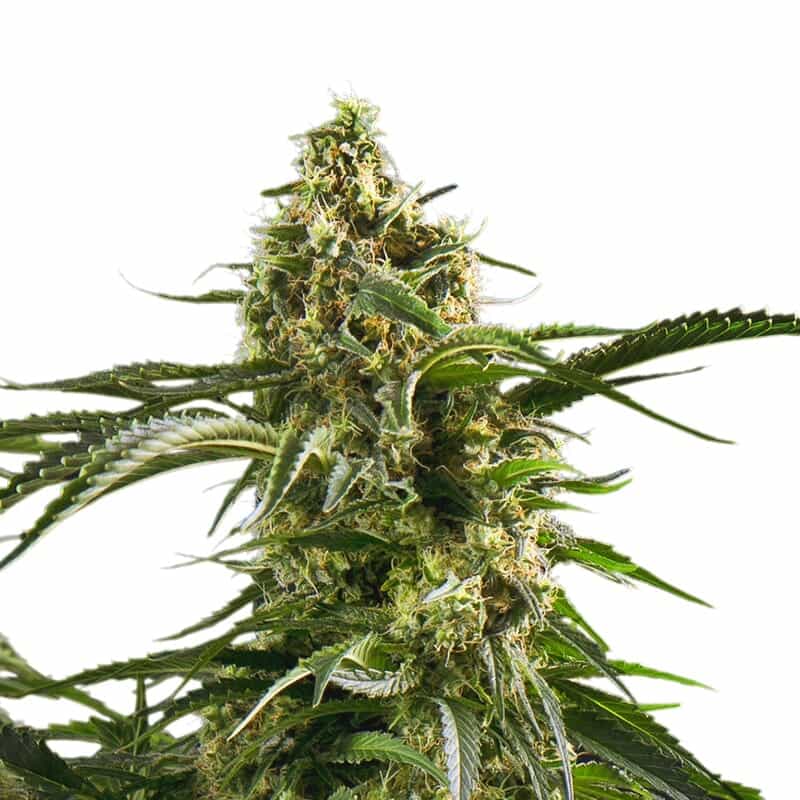 Bob Marley Regular Seeds
