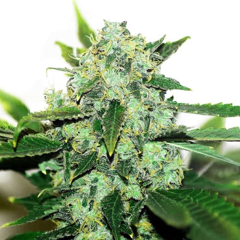 Thai Skunk Regular Seeds