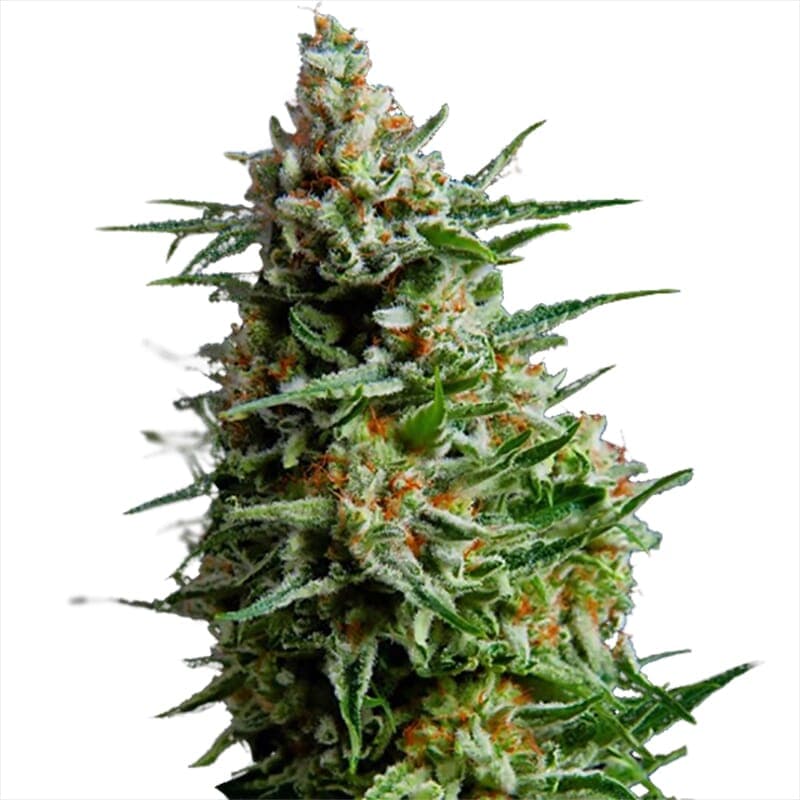 Super Skunk Regular Seeds - photo 1