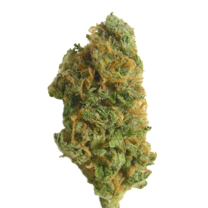 Skunk Special Regular Seeds - photo 2