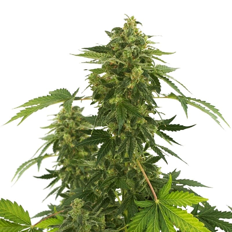 Super Silver Haze Regular Seeds - photo 1