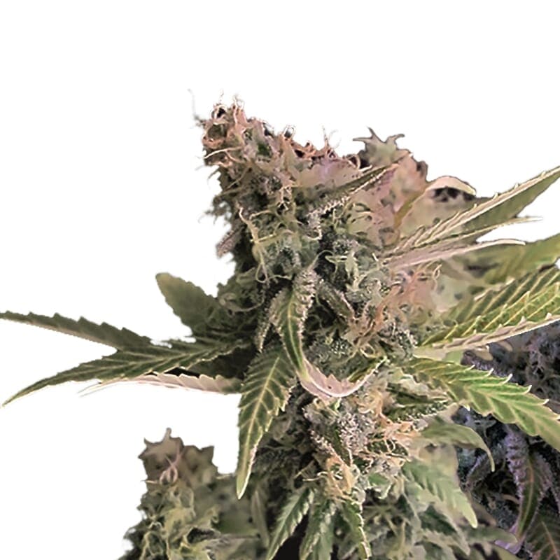 Northern Lights XTRM ® Regular Seeds - photo 2