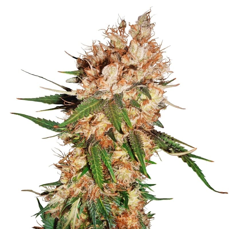 Strawberry Ice ® Feminized Seeds - photo 1