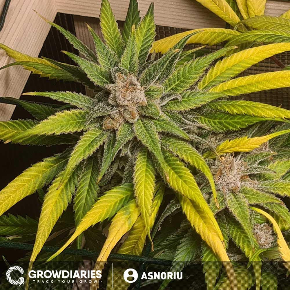 Strawberry Ice ® Feminized Seeds - photo 3