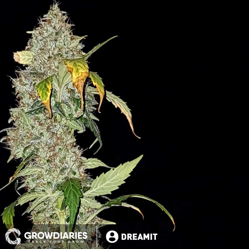 Strawberry Ice ® Feminized Seeds - photo 6