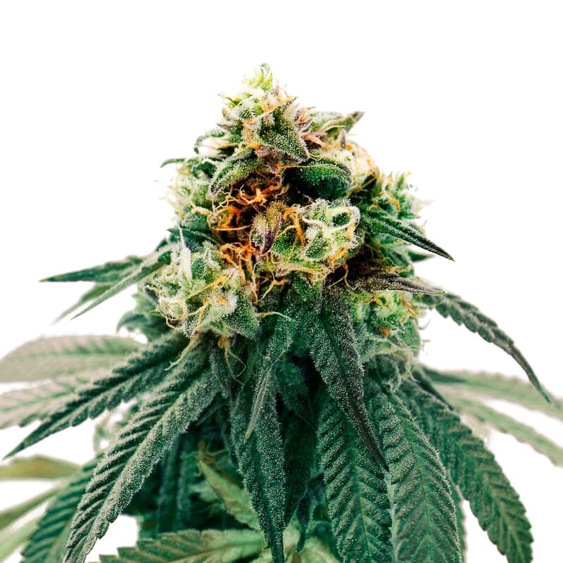 Early Misty Regular Seeds - photo 1