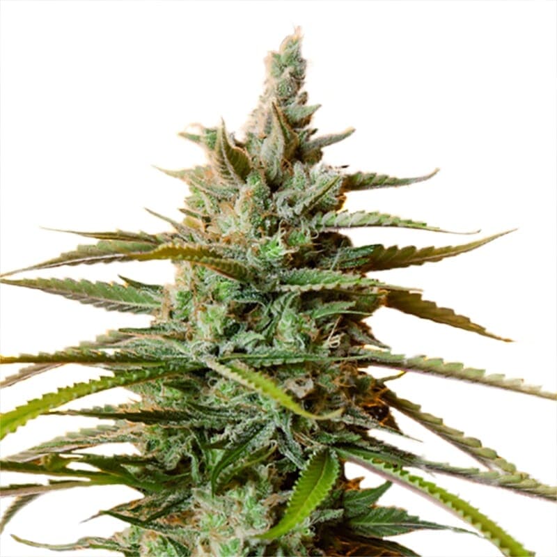 California Skunk Autoflower Seeds - photo 1
