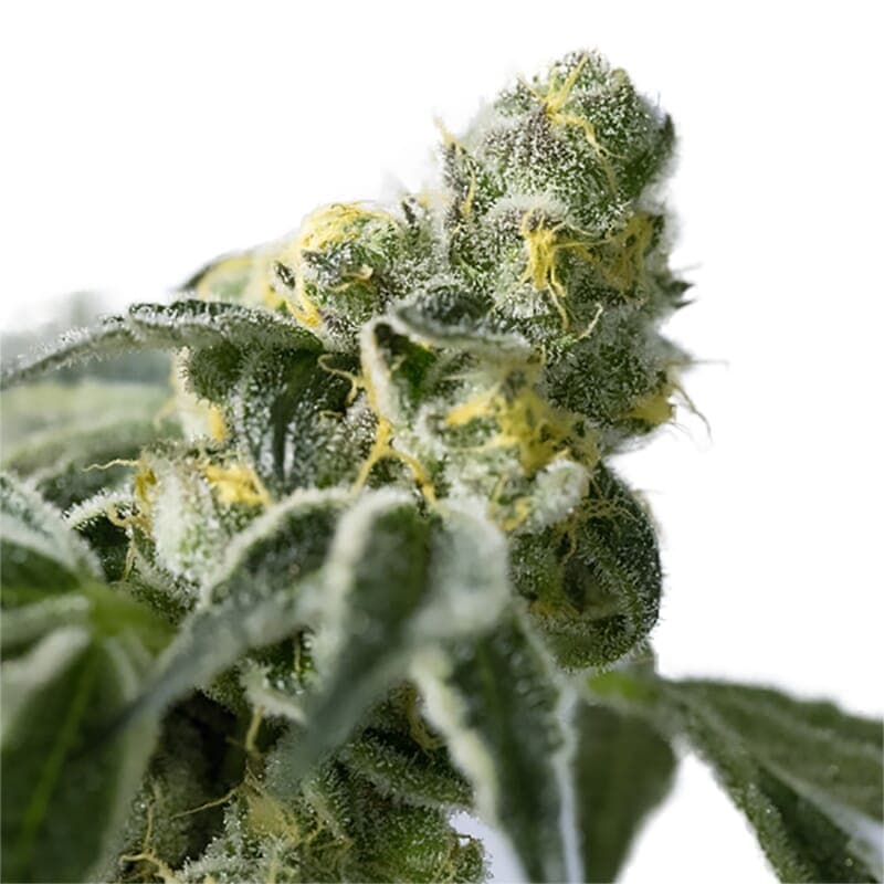Big Bud Regular Seeds - photo 3