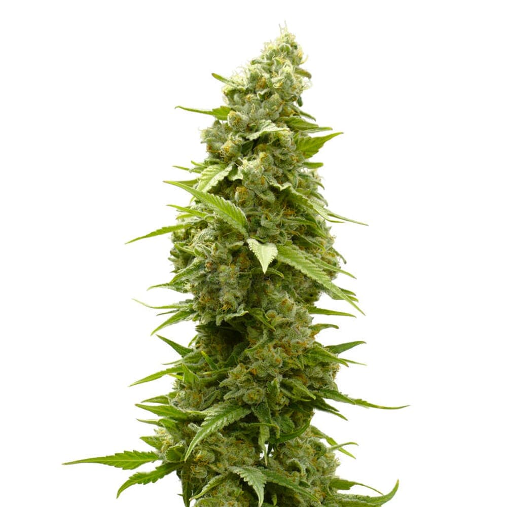 Afghan Regular Seeds - photo 1