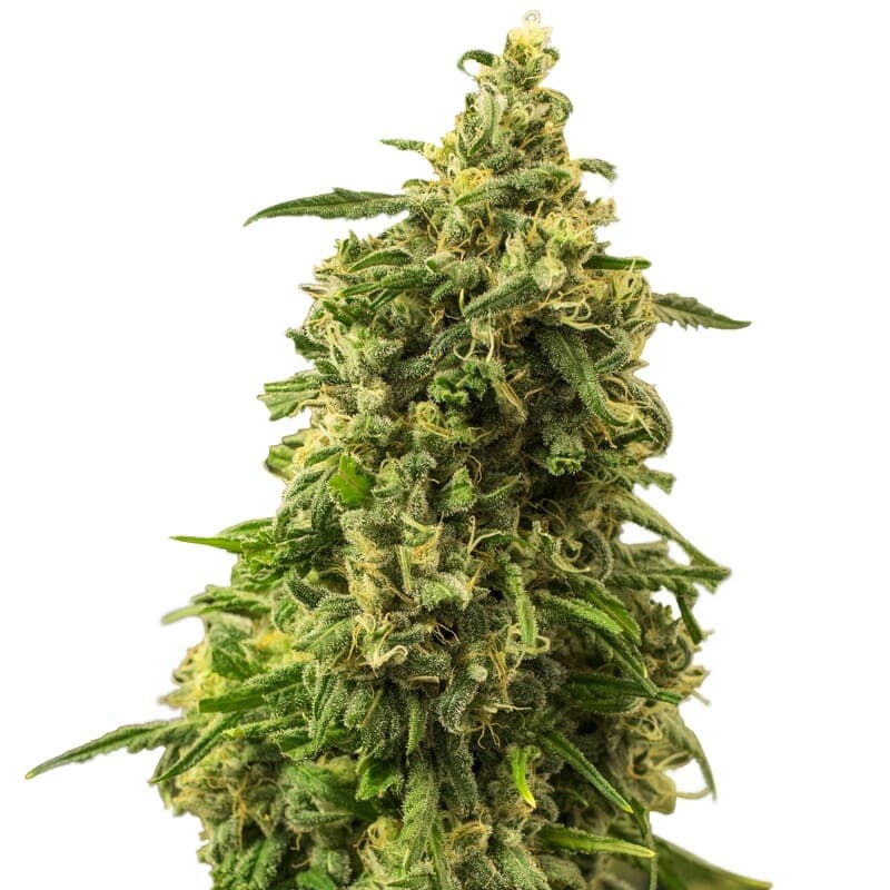 White Widow Regular Seeds - photo 3