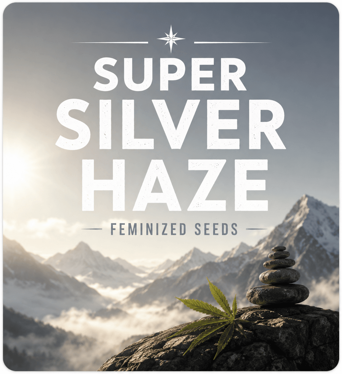 Super Silver Haze Feminized Seeds - photo 3