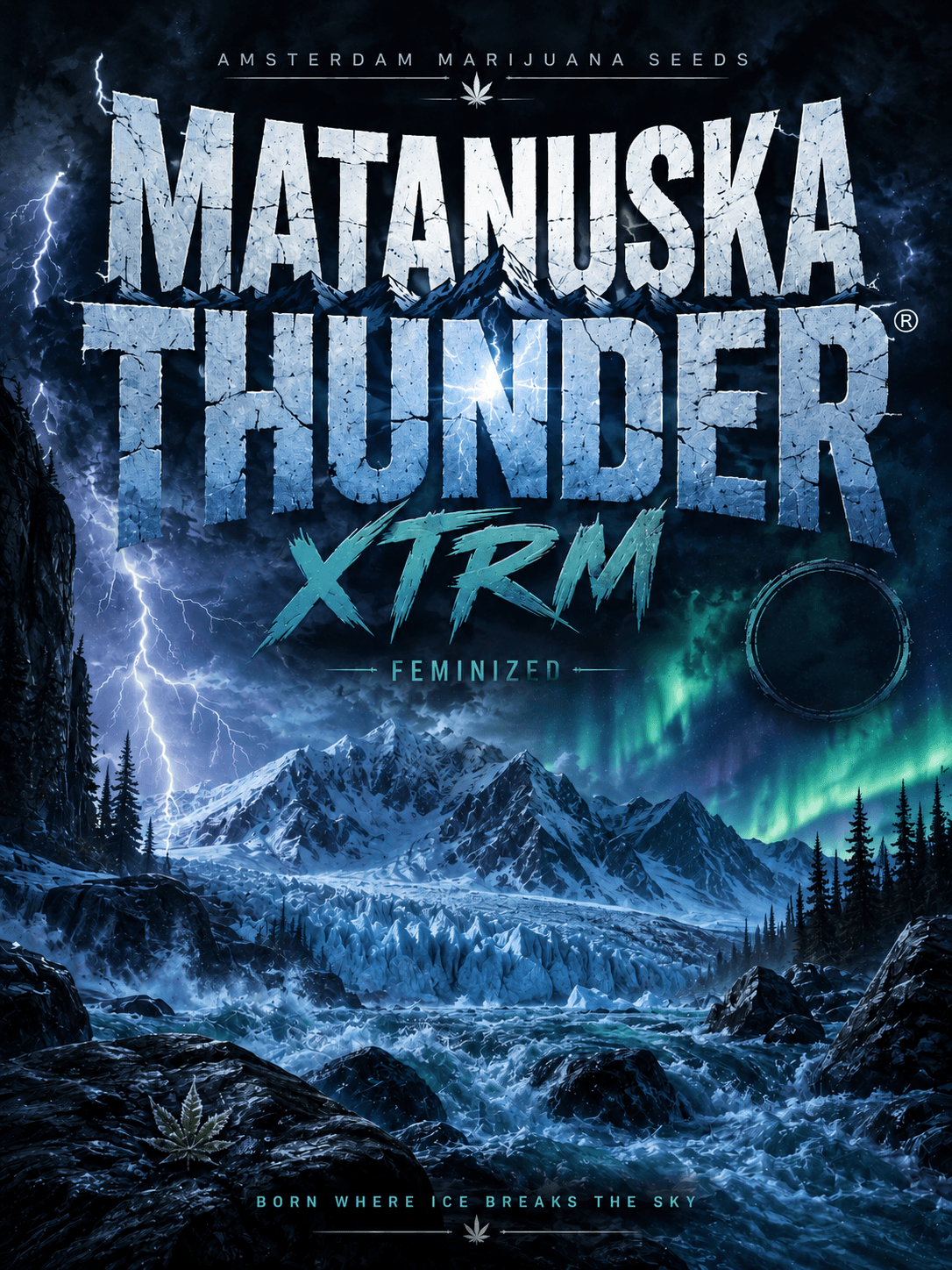 Matanuska Thunder XTRM ® Feminized Seeds - photo 5