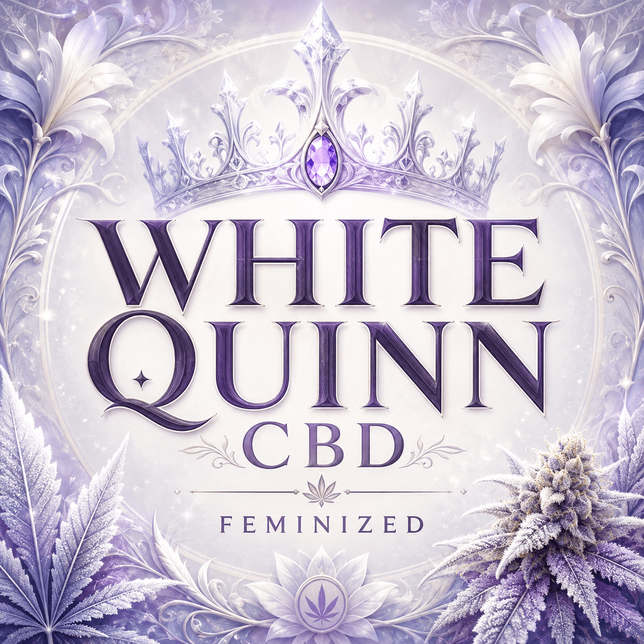 White Quinn CBD Feminized Marijuana Seeds - photo 2