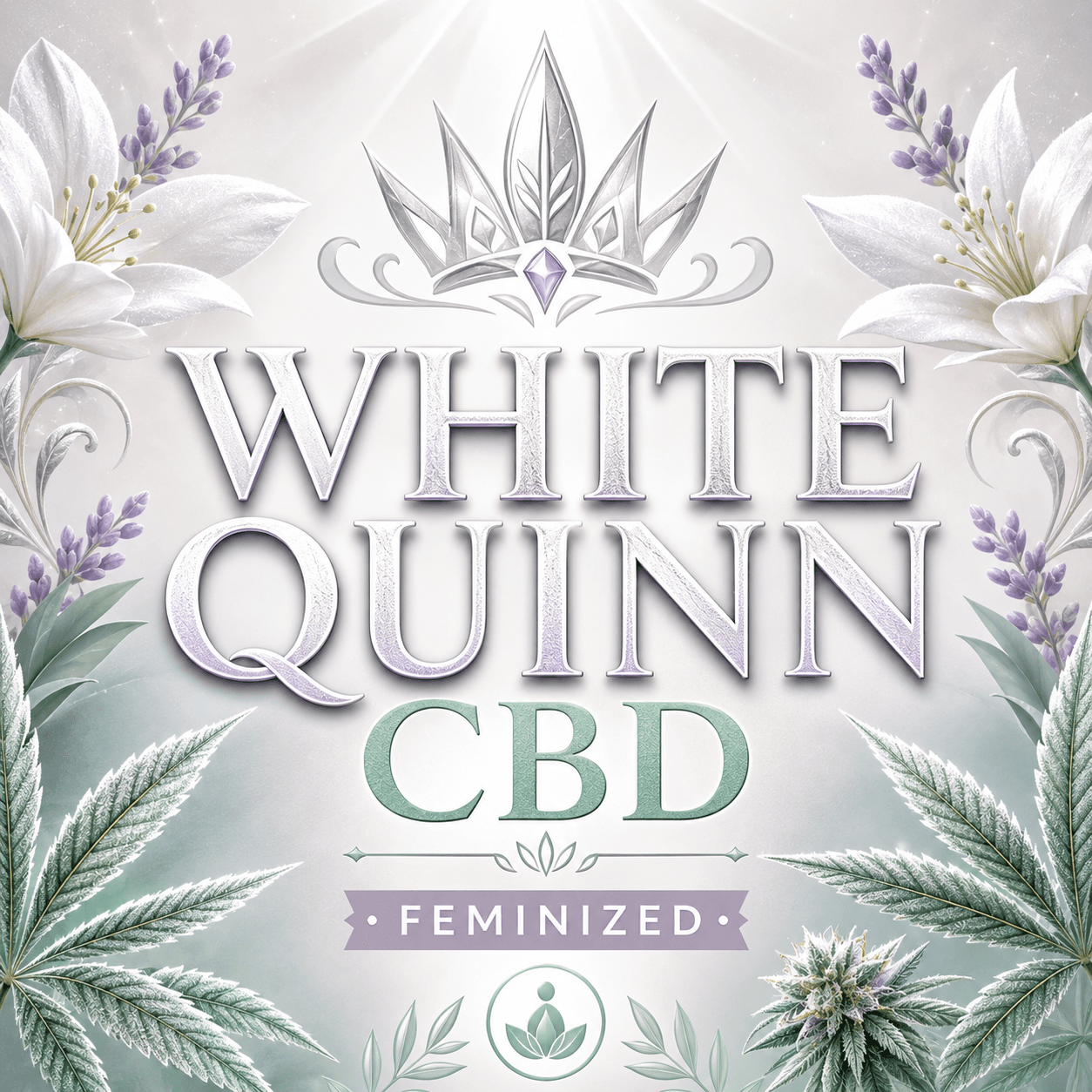 White Quinn CBD Feminized Marijuana Seeds - photo 3