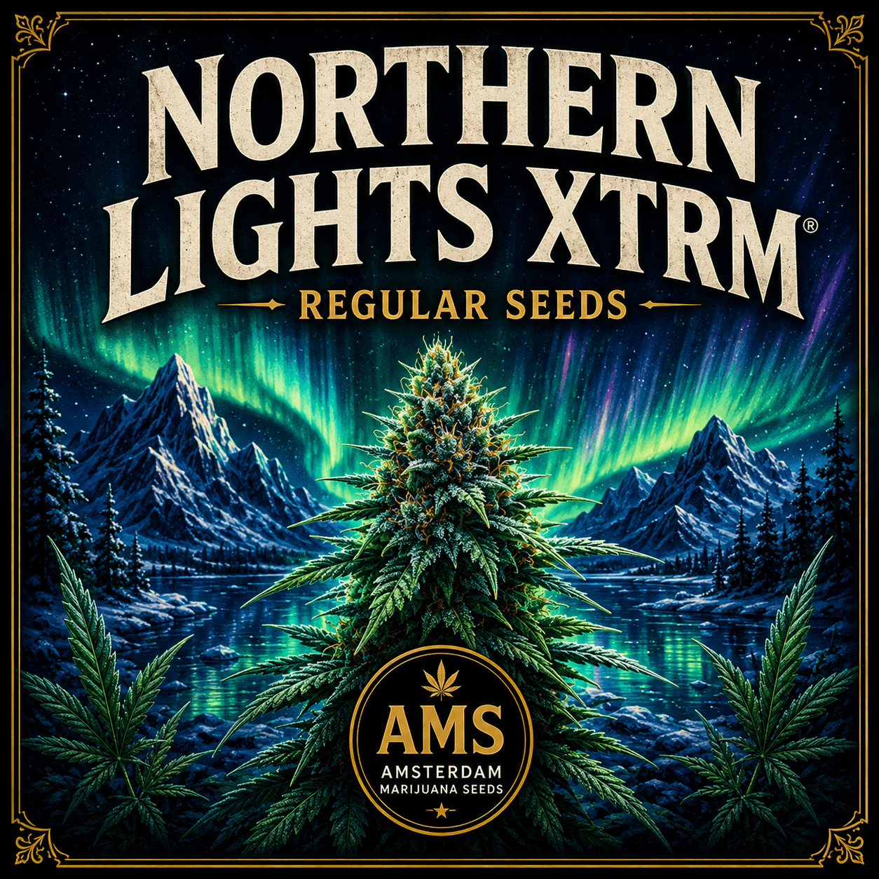 Northern Lights XTRM ® Regular Seeds - photo 5