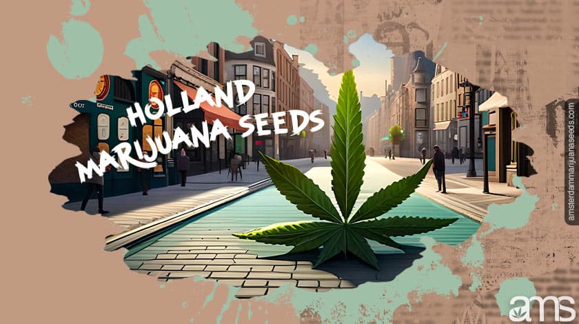 Is Weed Legal in the Netherlands? Coffeeshops, Home Growing, and the Law in 2026