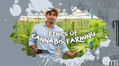 Exploring Feminized Strains and the Ethics of Marijuana Farming