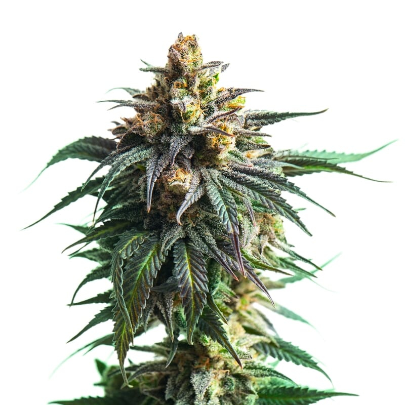 Tête de cannabis Kali Jack Feminized