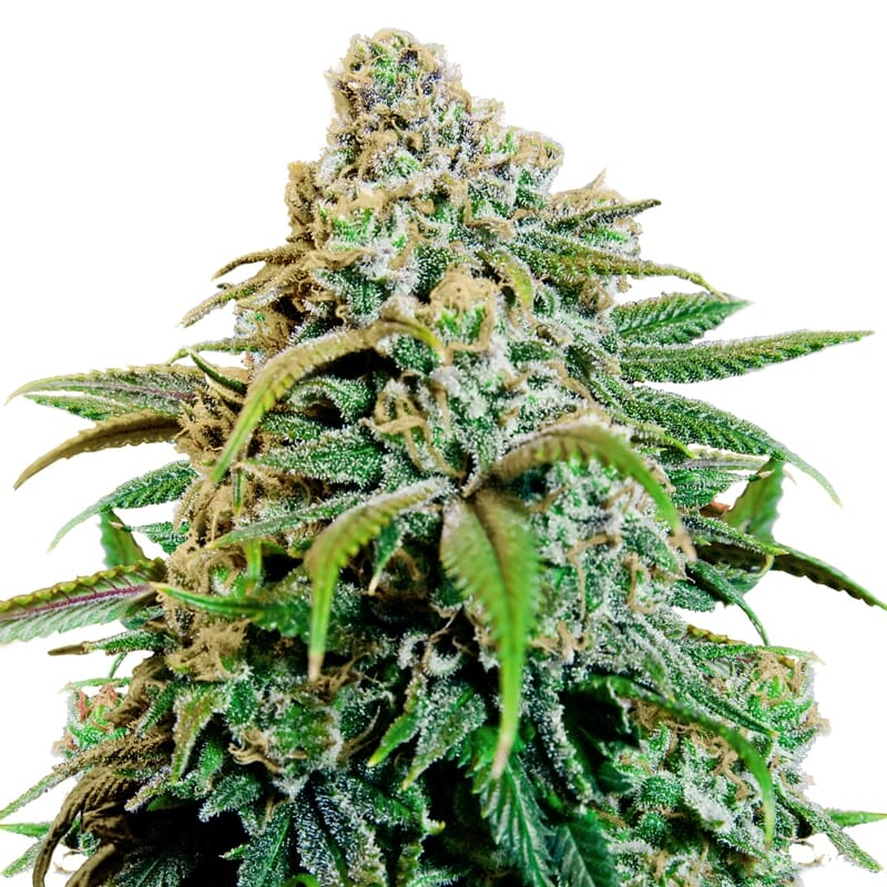 Tête de cannabis Happy Haze Feminized