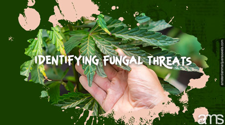 control mold prefent fungus