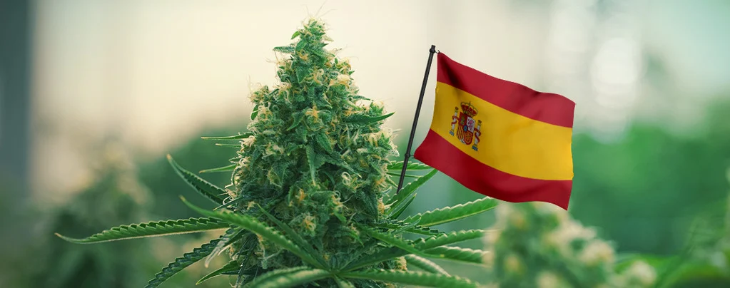 Le cannabis médicinal dans les pharmacies espagnoles