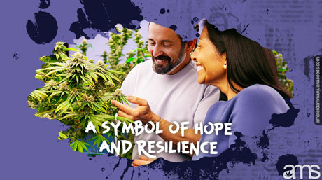 Belgian medical cannabis plants