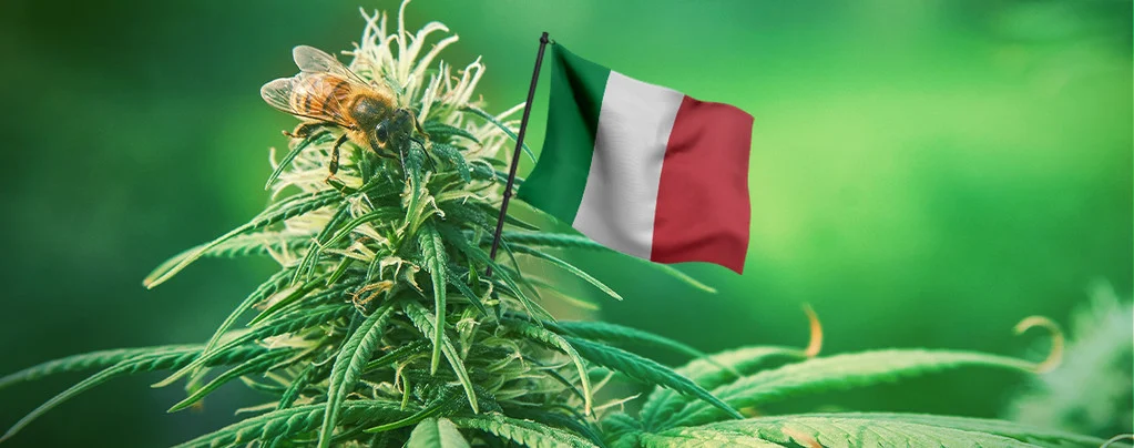 Italiens cannabisbestämmelser