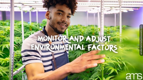 Importance of Temperature and Humidity for Seedling Health