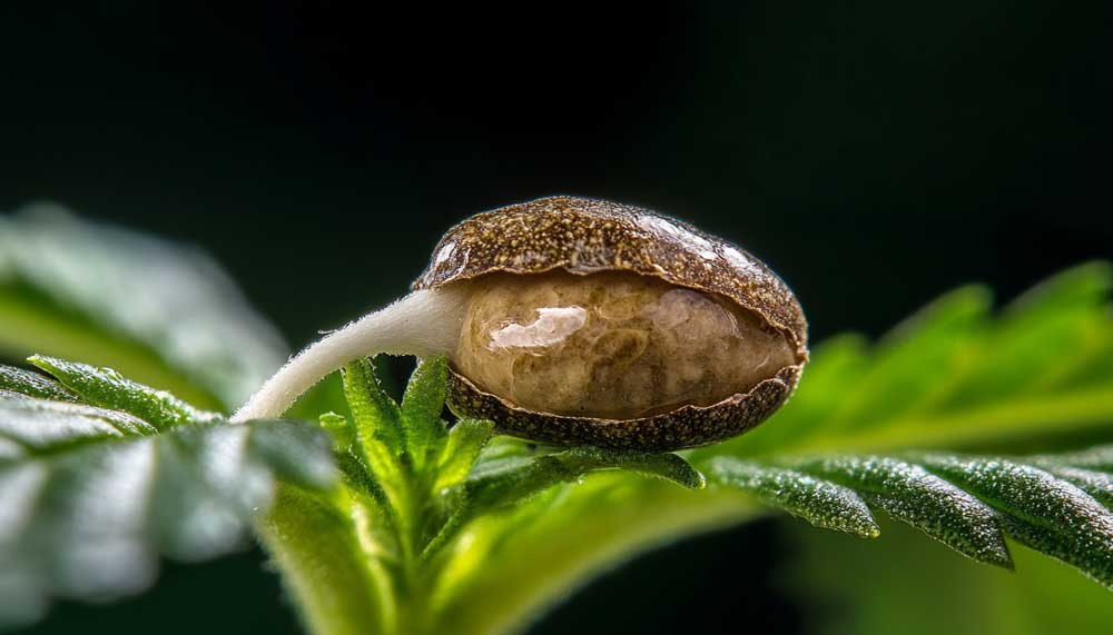 Germination Stage - Cannabis Grow Timeline Germinated cannabis seed showing the first white taproot — the start of life.