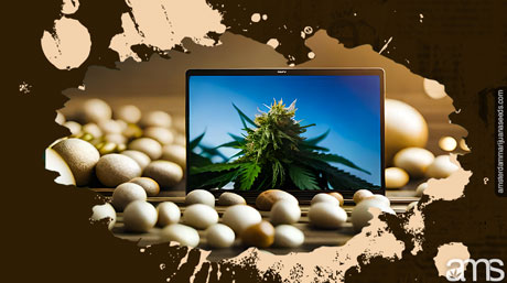 marijuana plant