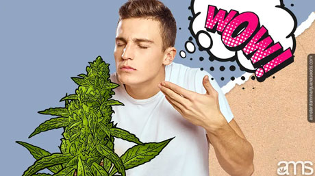 kush bitkisi kokan adam