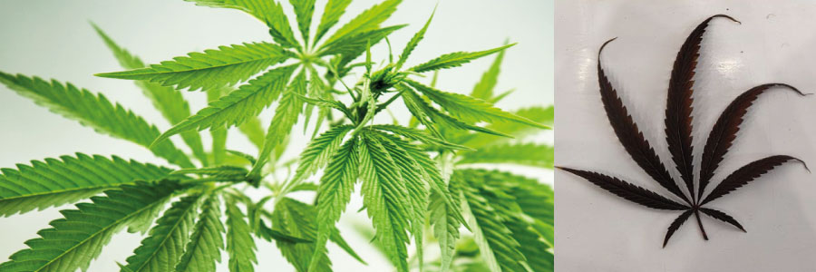 Plantes de cannabis Indica et Sativa côte à côte – comparaison de la forme des feuilles et de la hauteur de la plante