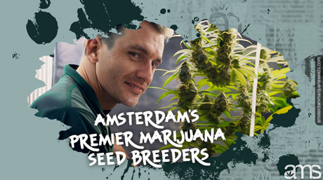 Éleveur Amsterdam Marijuana Seeds