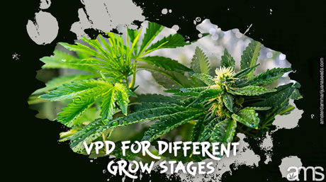 marijuana plants different stages of growth