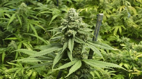 Vi presenterar Big Bud: The Powerhouse Cannabis Strain