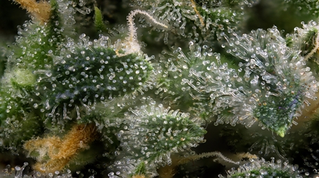 Trichomes on marijuana