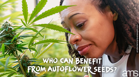 moeiteloze teelt autoflower wietzaden AMS