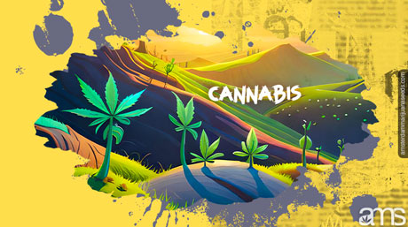 Culture du cannabis